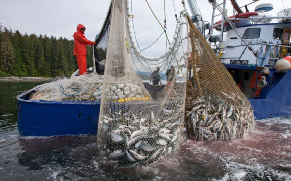 Commercial seine fishers haul their net while fishing for pink and chum salmon in Chatham Strait, Admiralty Island, Alaska. (Supplied photo)