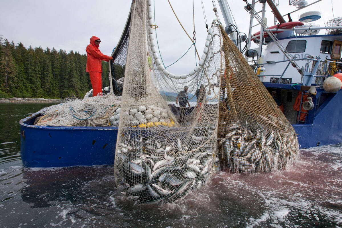 Commercial seine fishers haul their net while fishing for pink and chum salmon in Chatham Strait, Admiralty Island, Alaska. (Supplied photo)