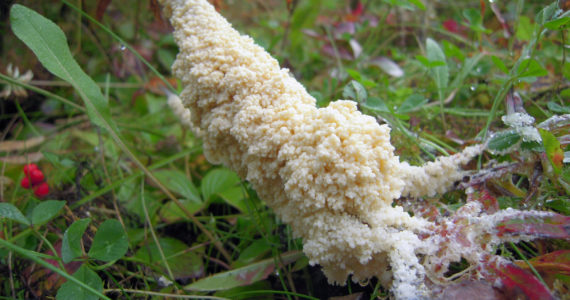 Dog sick fungus, named for its resemblance to canine vomit, is neither vomit nor a fungus. It is a kind of slime mold common in tundra. (Photo by Matt Bowser/USFWS)