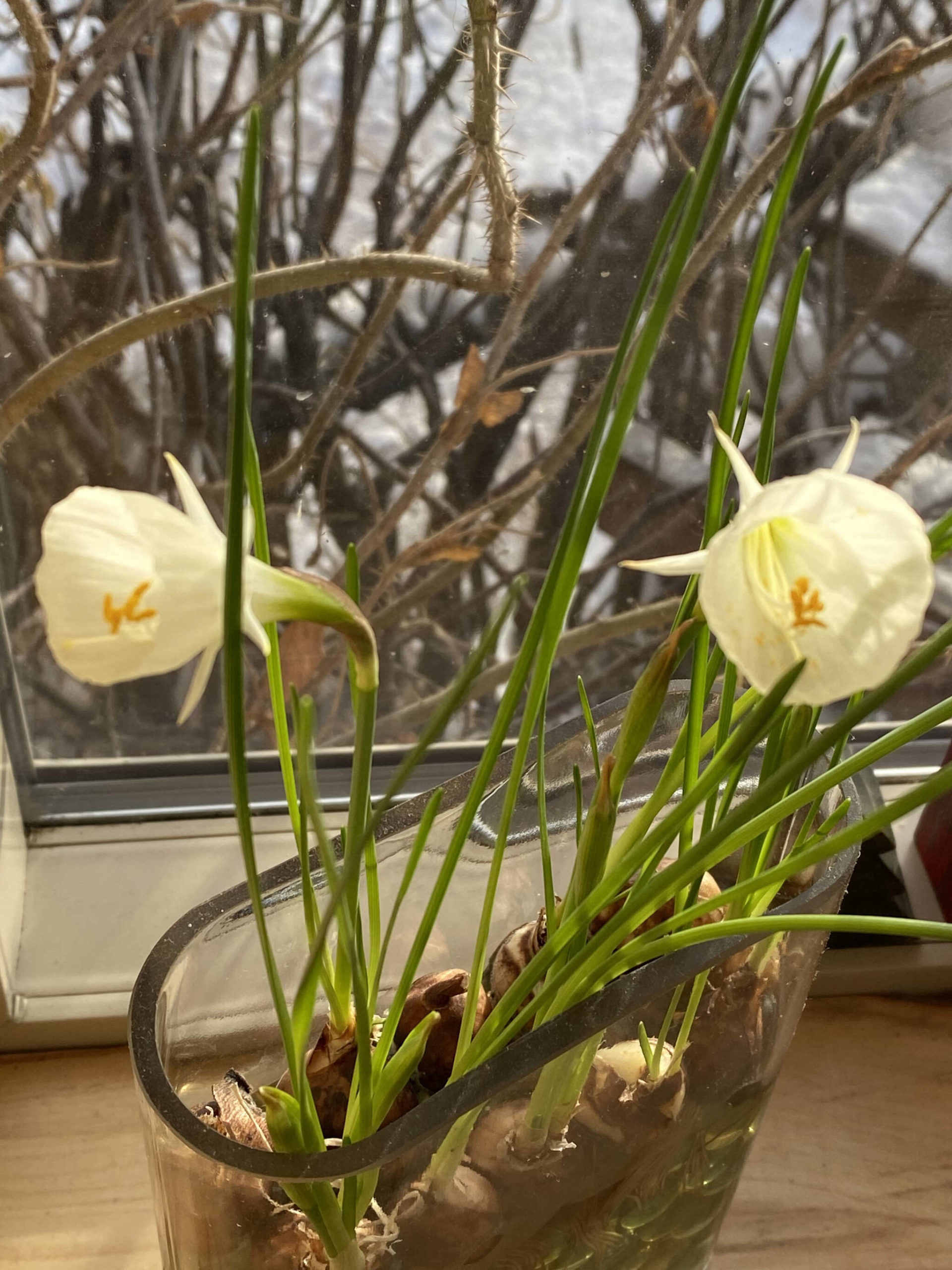 Debi Poore has nurtured these petticoat daffodils (bublocodium narcissus) on her window sill this winter, bringing a bright spot to her domestic hubbub. (Photo by Debi Poore)