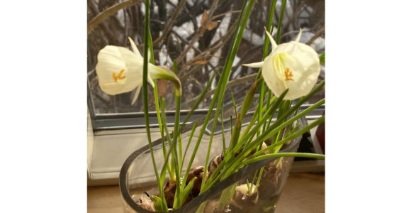 Debi Poore has nurtured these petticoat daffodils (bublocodium narcissus) on her window sill this winter, bringing a bright spot to her domestic hubbub. (Photo by Debi Poore)