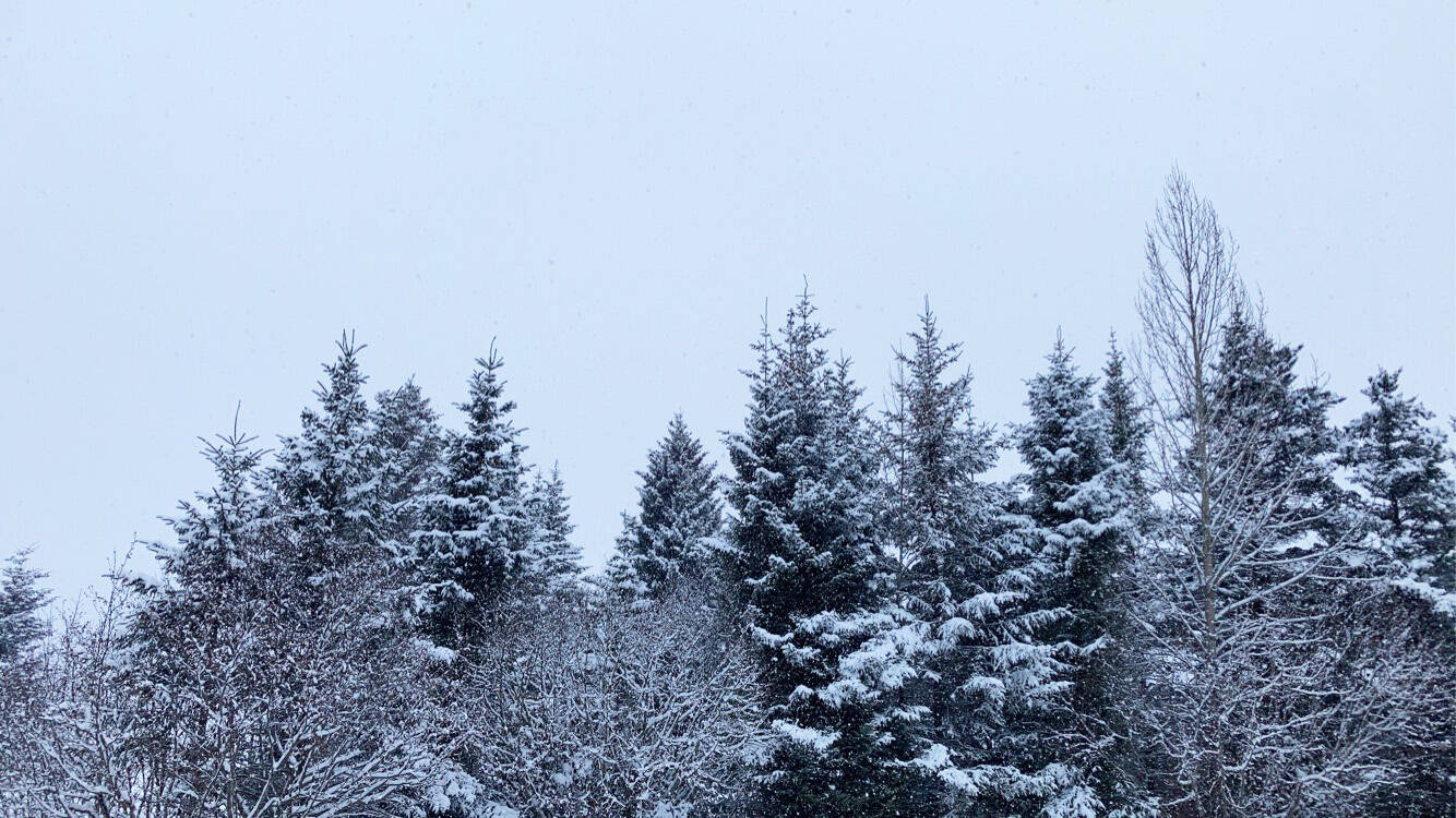 Snow falls on the trees at the Homer News office on Friday, Jan. 28. (Photo by Sarah Knapp/Homer News)