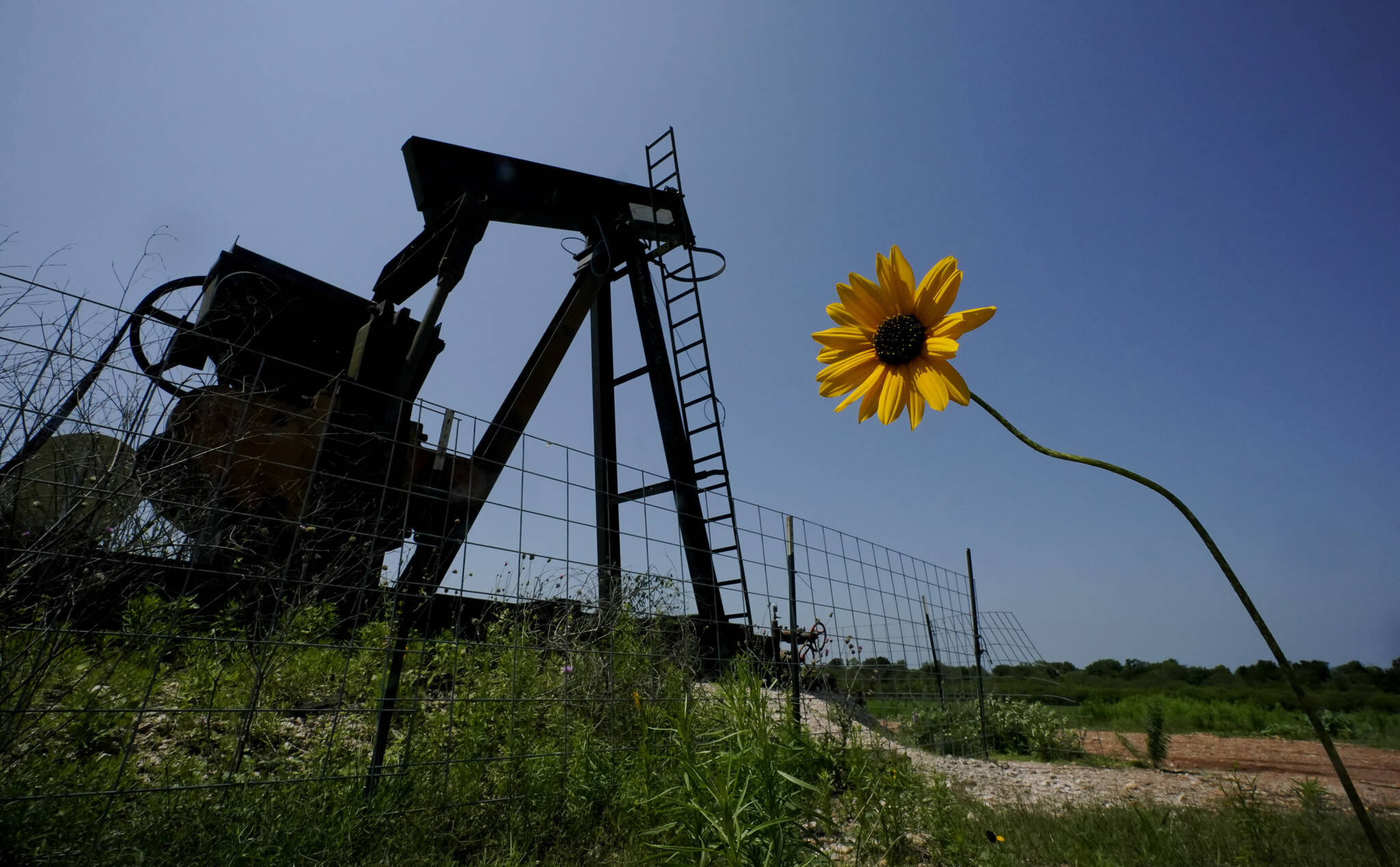AP Photo/Eric Gay
A wildflower blows in the wind near an old pump jack on Molly Rooke’s ranch May 18, 2021, near Refugio, Texas. Oil and gas drilling began on the ranch in the 1920s and there were dozens of orphaned wells that needed to be plugged for safety and environmental protection. According to the U.S. Department of the Interior, Alaska will receive more than $32 million for cleanup efforts.