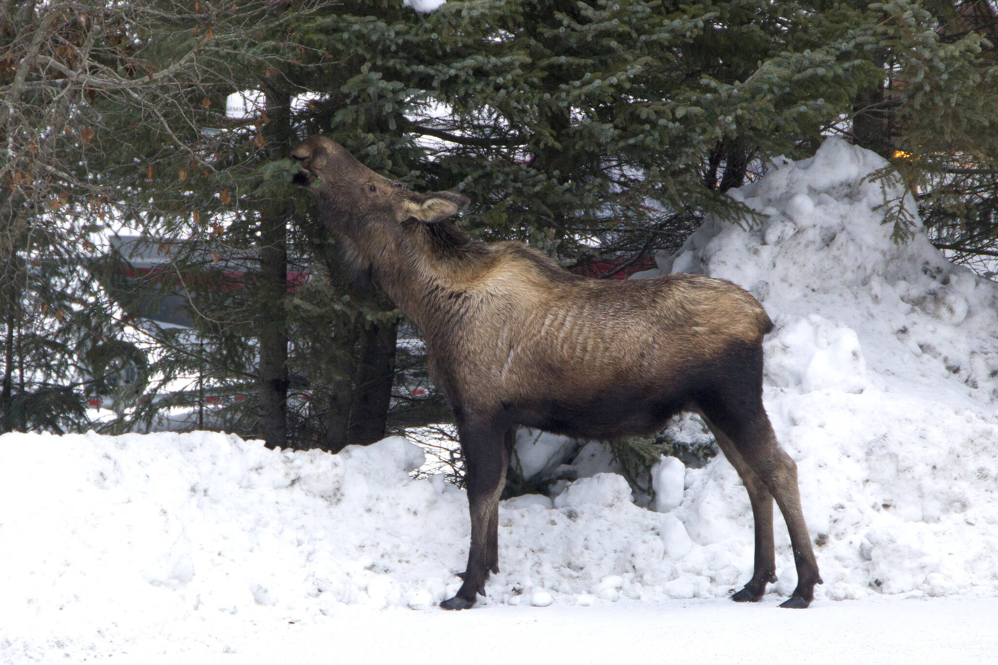 Moose Munchies (Photo by Sarah Knapp/Homer News)