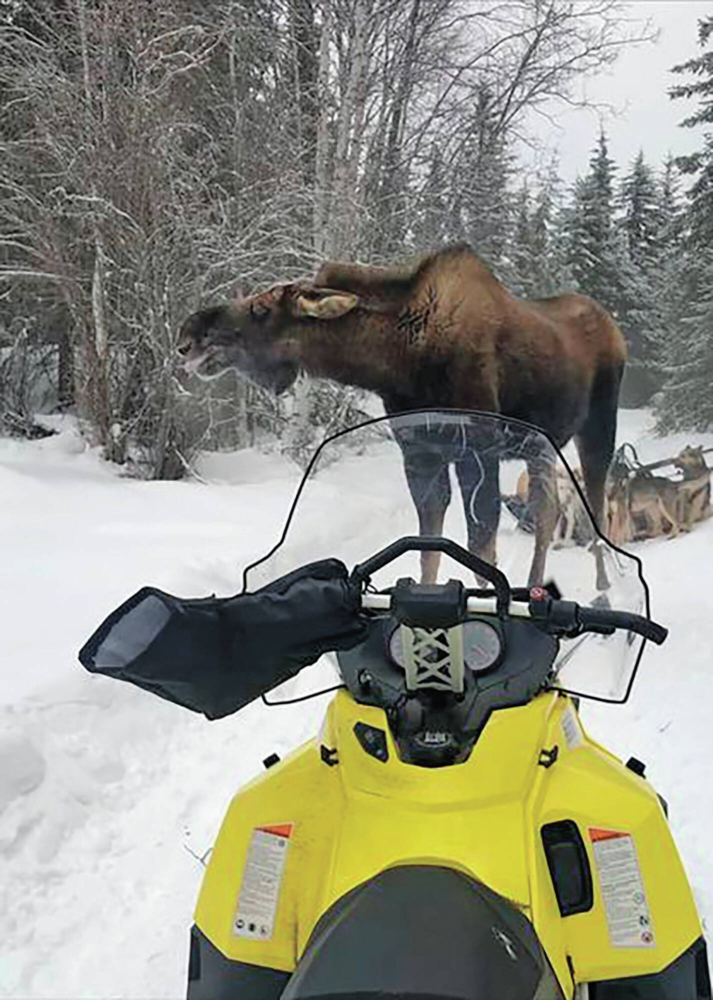 In this photo provided by Iditarod rookie musher Bridgett Watkins, a bull moose stands between the snowmobile where she took refuge and her dog team on trails near Fairbanks, Alaska, Feb. 4, 2022. The moose attacked Watkins’ dog team for over an hour during a training run, seriously injuring four before a friend shot and killed the moose. (Bridgett Watkins via AP)
