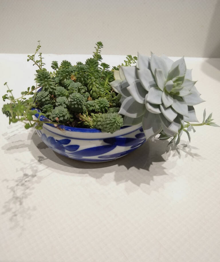 Susan Cushing’s lovely arrangement of succulents thrive on her kitchen window sill. (Photo by Rosemary Fitzpatrick)