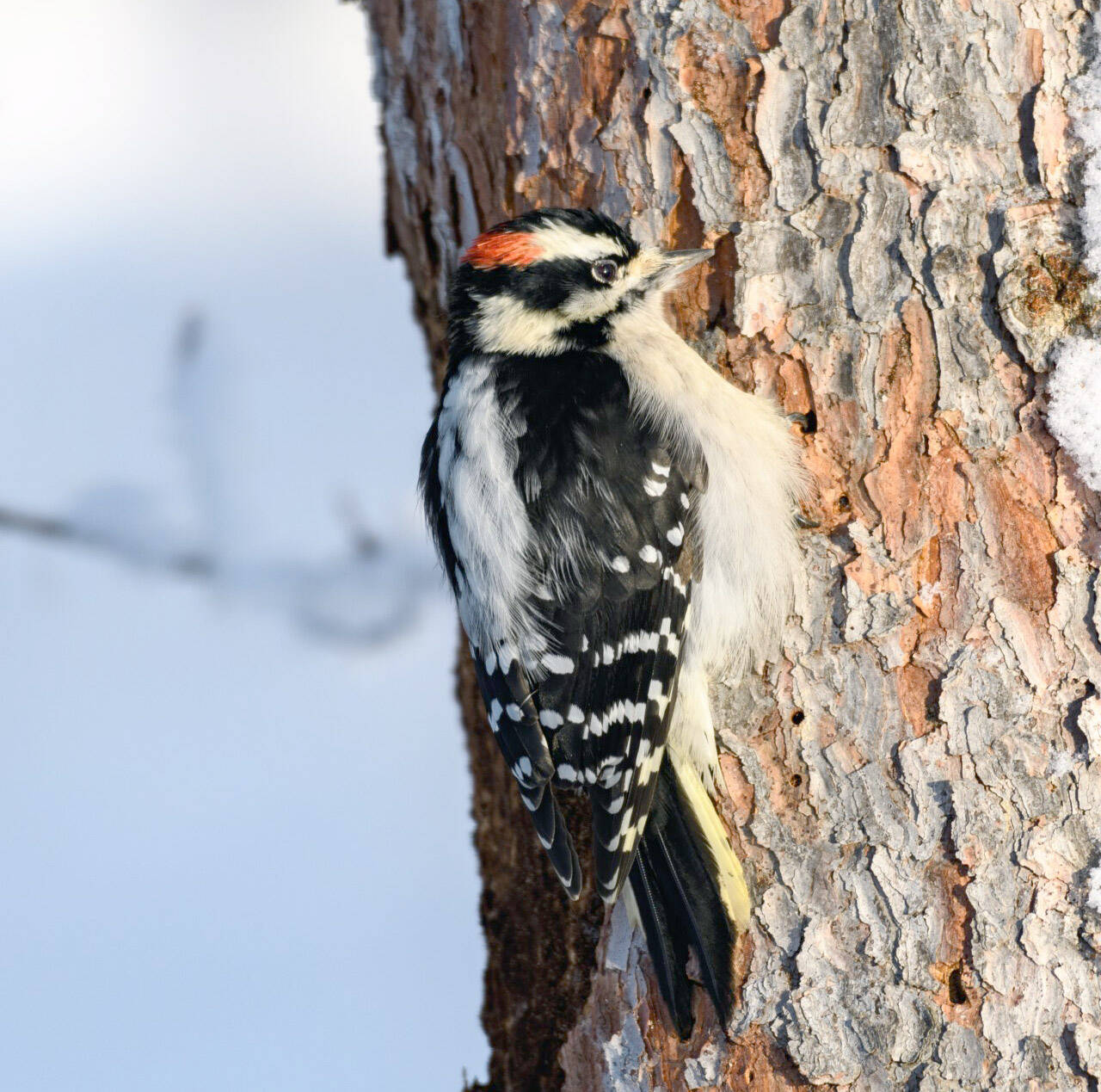 A downy woodpecker on the Kenai National Wildlife Refuge. Notice the short bill? (Photo by Colin Canterbury/FWS)