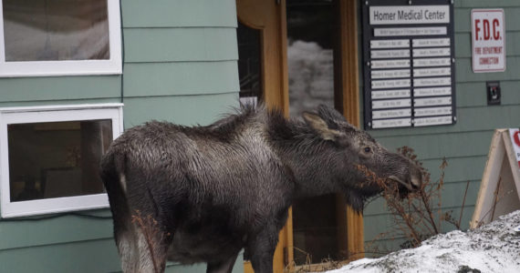 Take two aspirin and call us in the morning
A moose feeds on shrubs on Thursday, Feb. 17, 2022, at Homer Medical Center in Homer, Alaska. (Photo by Michael Armstrong/Homer News)