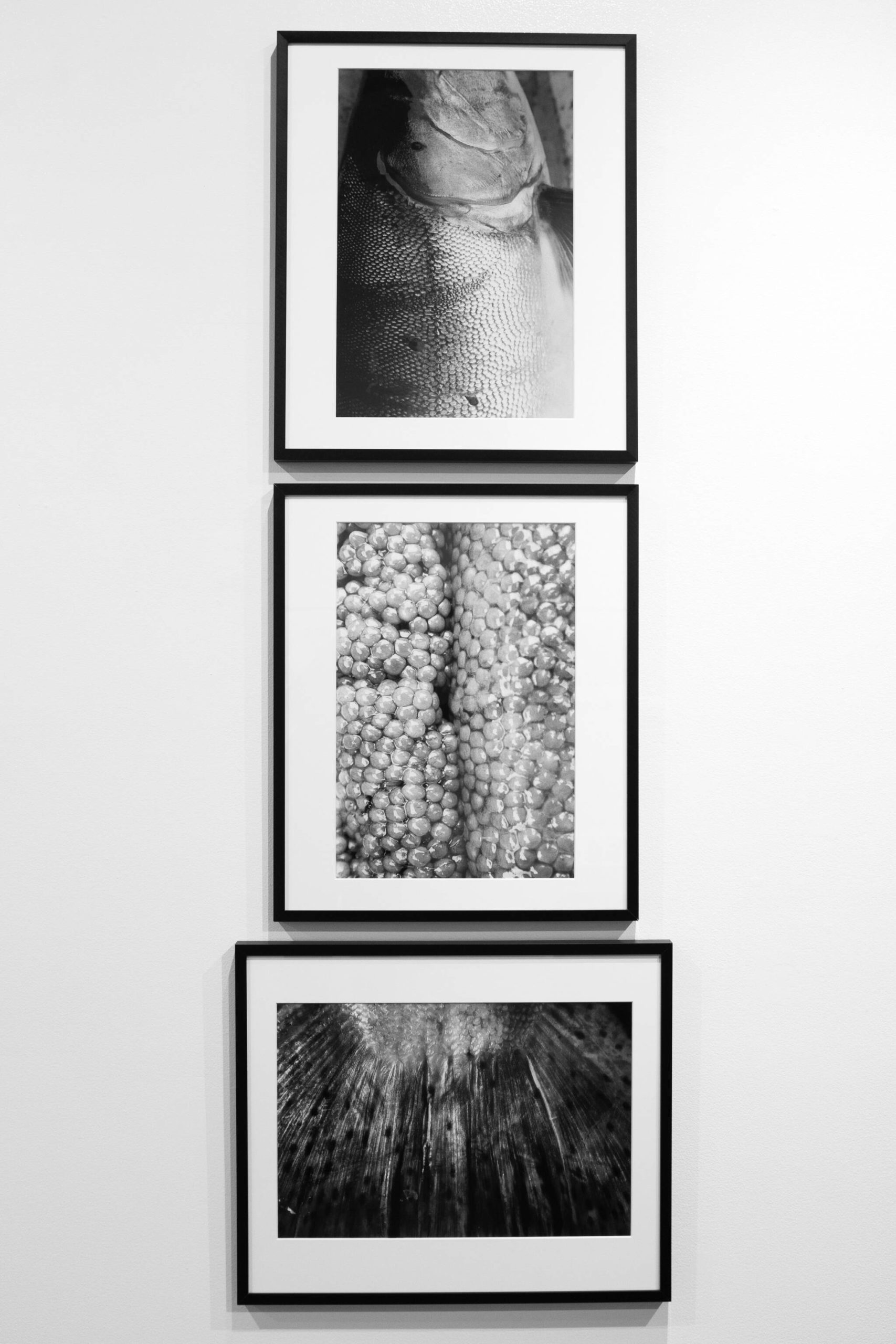 Several of Lisa Williams’ photographs from her exhibit at the Pratt Museum & Park in Homer, Alaska. (Photo by Sean McDermott)