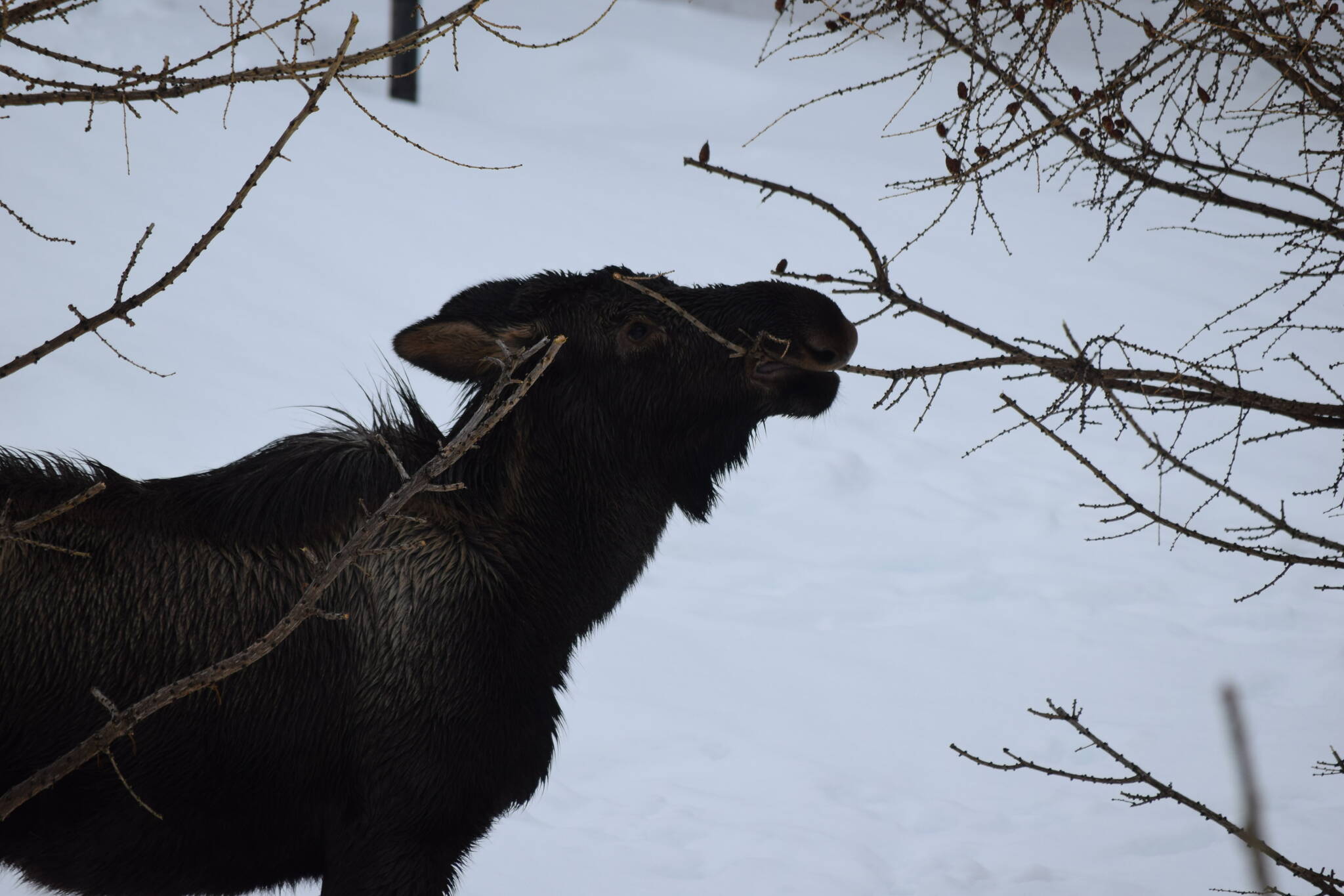 A juvenile moose eats an early afternoon snack in Kenai, Alaska, on Friday, March 11, 2022. (Camille Botello/Peninsula Clarion)