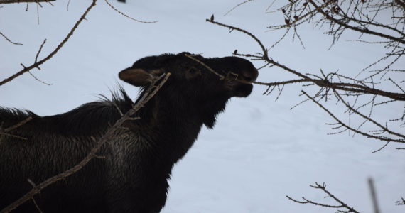 A juvenile moose eats an early afternoon snack in Kenai, Alaska, on Friday, March 11, 2022. (Camille Botello/Peninsula Clarion)