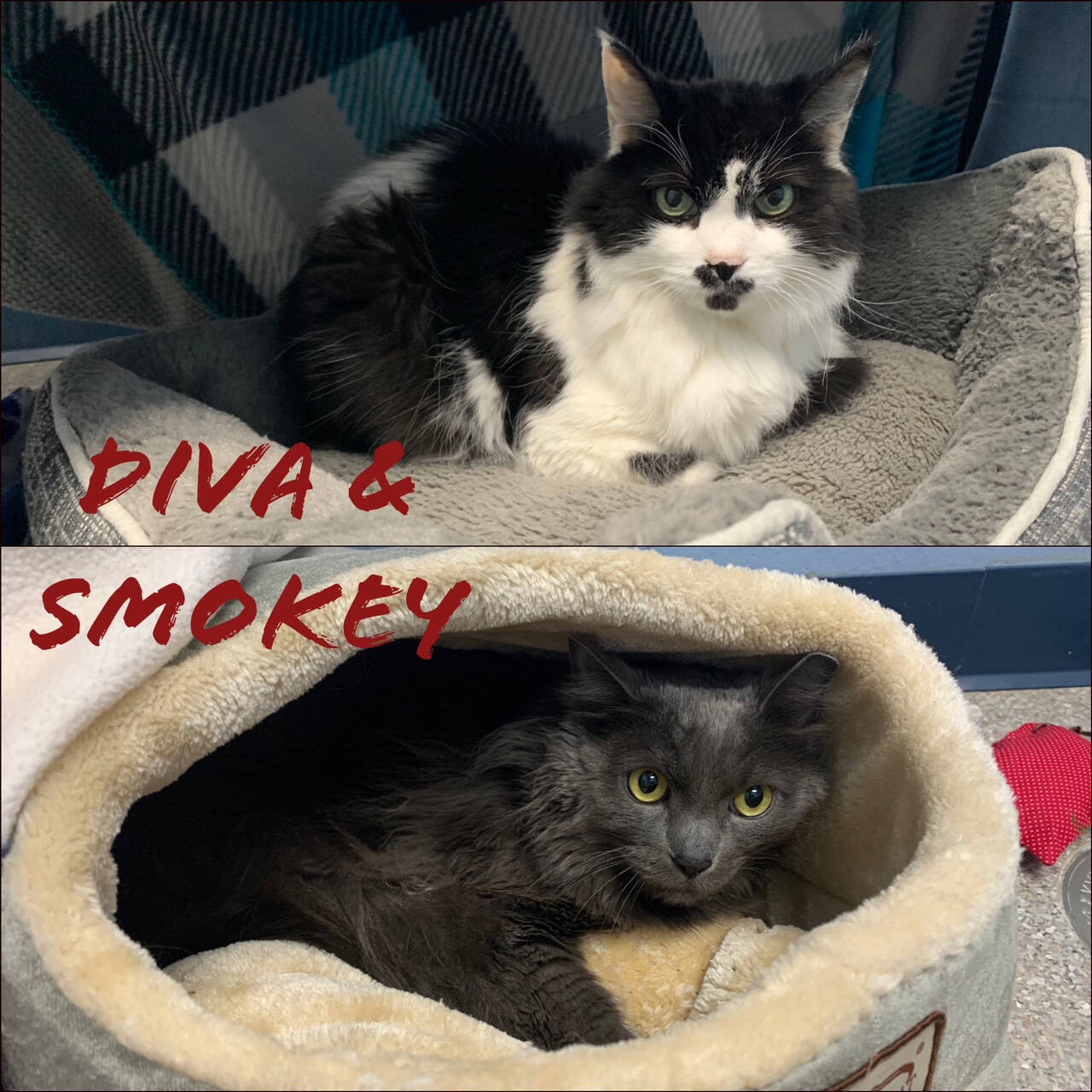Pets of the Week: Diva and Smokey. (Photo by Alaska Mindful Paws)
