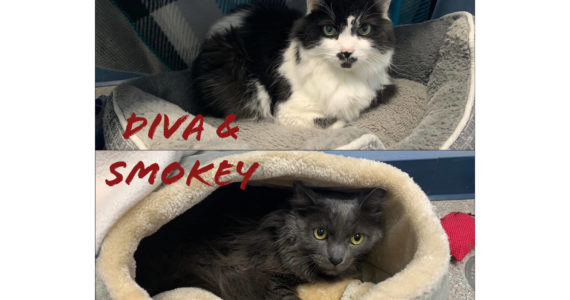 Pets of the Week: Diva and Smokey. (Photo by Alaska Mindful Paws)