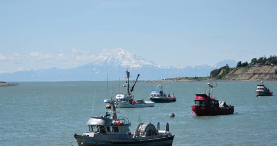 The commerical fishing fleet is seen from Pacific Star Seafoods in Kenai, Alaska, on Tuesday, July 14, 2020. (Photo by Jeff Helminiak/Peninsula Clarion)