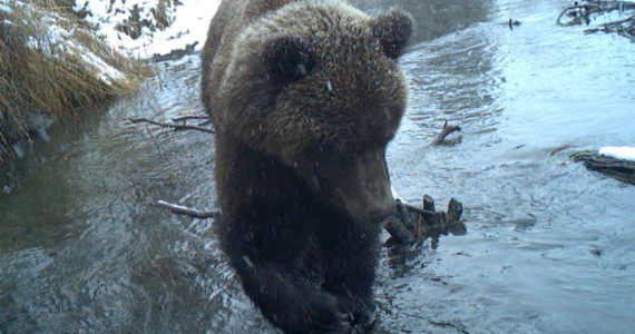 A brown bear on the refuge captured on a trail camera, an example that den entrance and emergence varies and you can expect to see bears at any time of the year. (Image by Colin Canterbury/FWS)