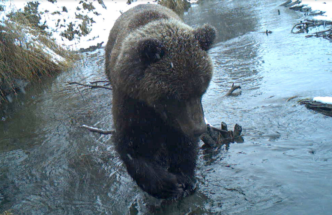 A brown bear on the refuge captured on a trail camera, an example that den entrance and emergence varies and you can expect to see bears at any time of the year. (Image by Colin Canterbury/FWS)