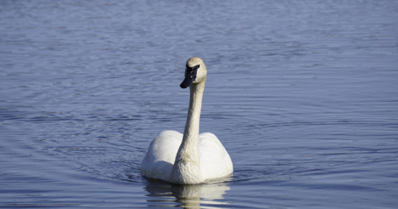 A trumpeter swan swims in open water on Beluga Lake on Thursday, April 14, 2022, in Homer, Alaska. Part of a pair, the swan was first seen the day before. (Photo by Michael Armstrong/Homer News)