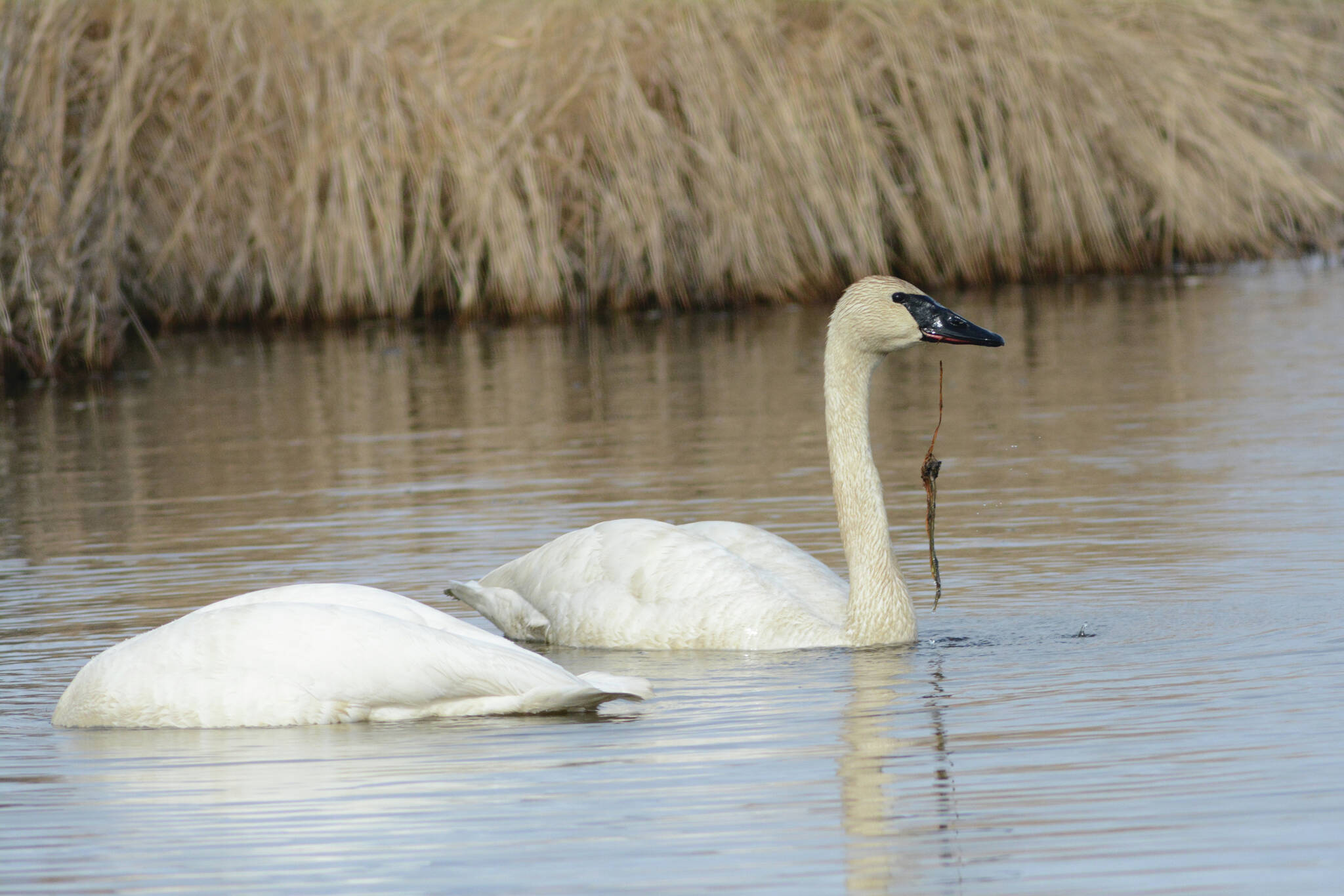 Two trumpeter swans feed in Beluga Lake on Sunday, May 9, 2021, in Homer, Alaska. (Photo by Michael Armstrong/Homer News)
