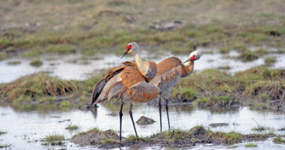 A pair of sandhill cranes feed Friday, May 8 at Green Timbers on the Homer Spit in Homer. (Photo by Michael Armstrong/Homer News)
