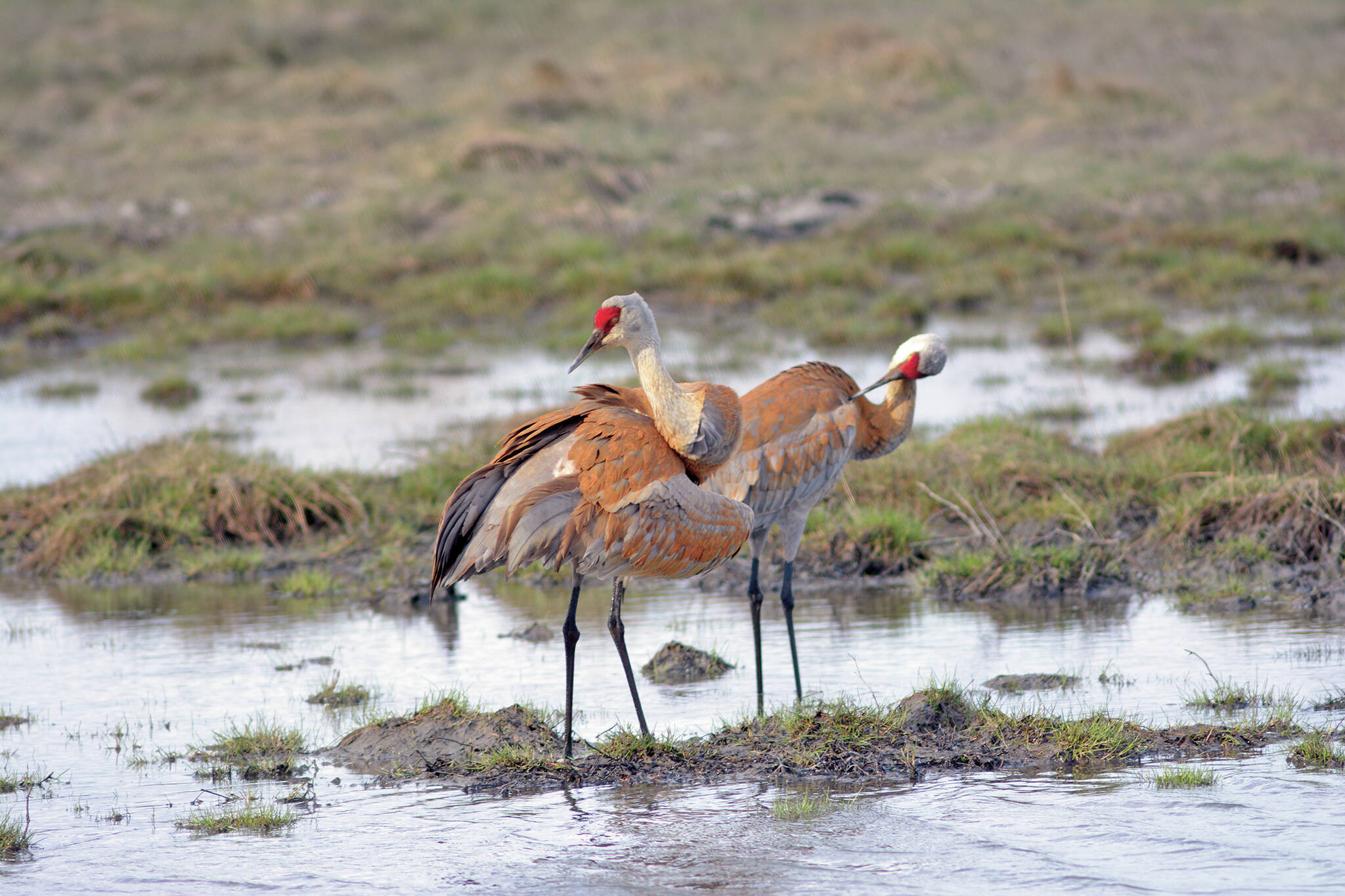 A pair of sandhill cranes feed Friday, May 8 at Green Timbers on the Homer Spit in Homer. (Photo by Michael Armstrong/Homer News)