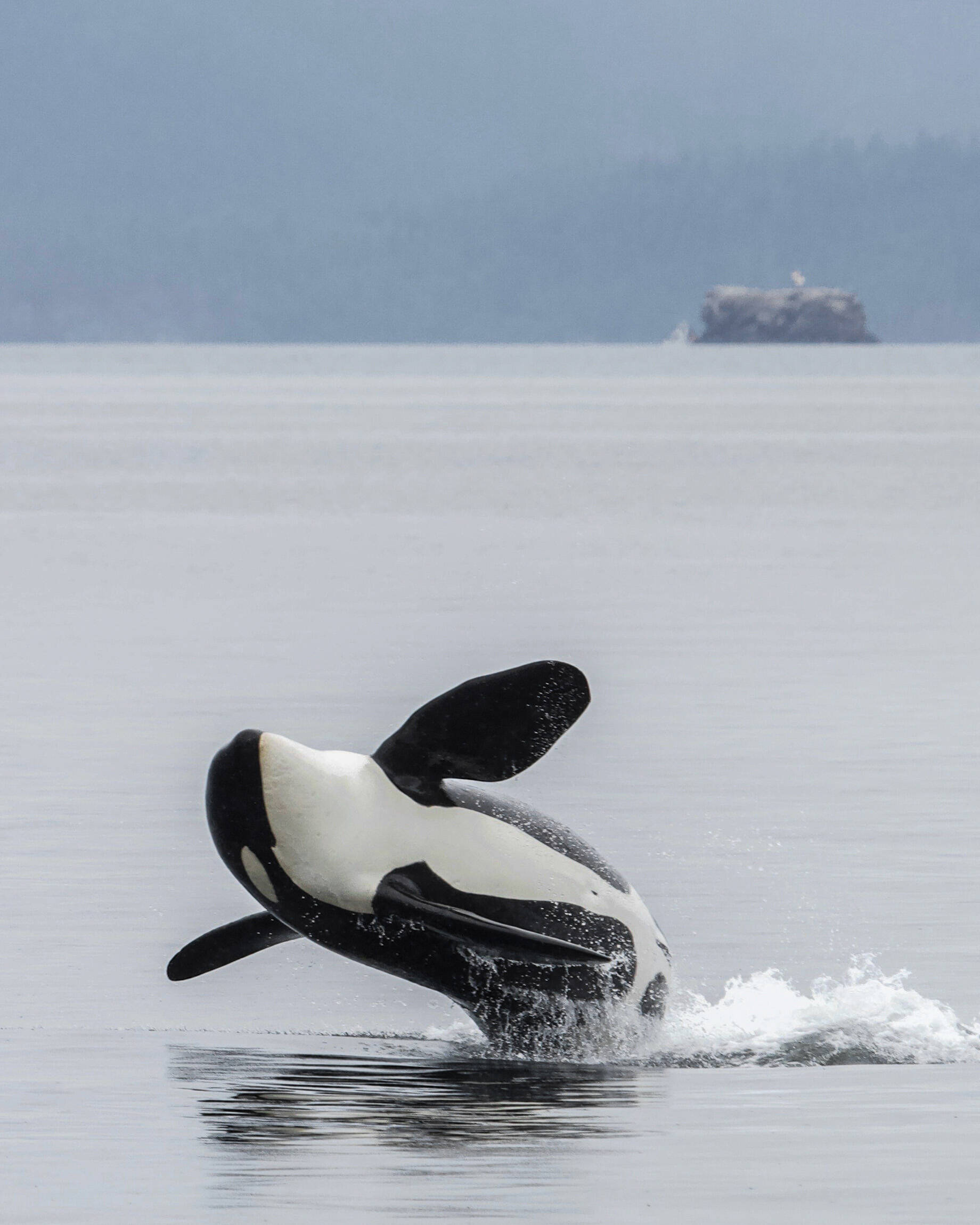 A killer whale breeches in Kachemak Bay in July 2018. Killer whales can be identified by the patterns on their dorsal fins and body. (Photo by Emma Luck)