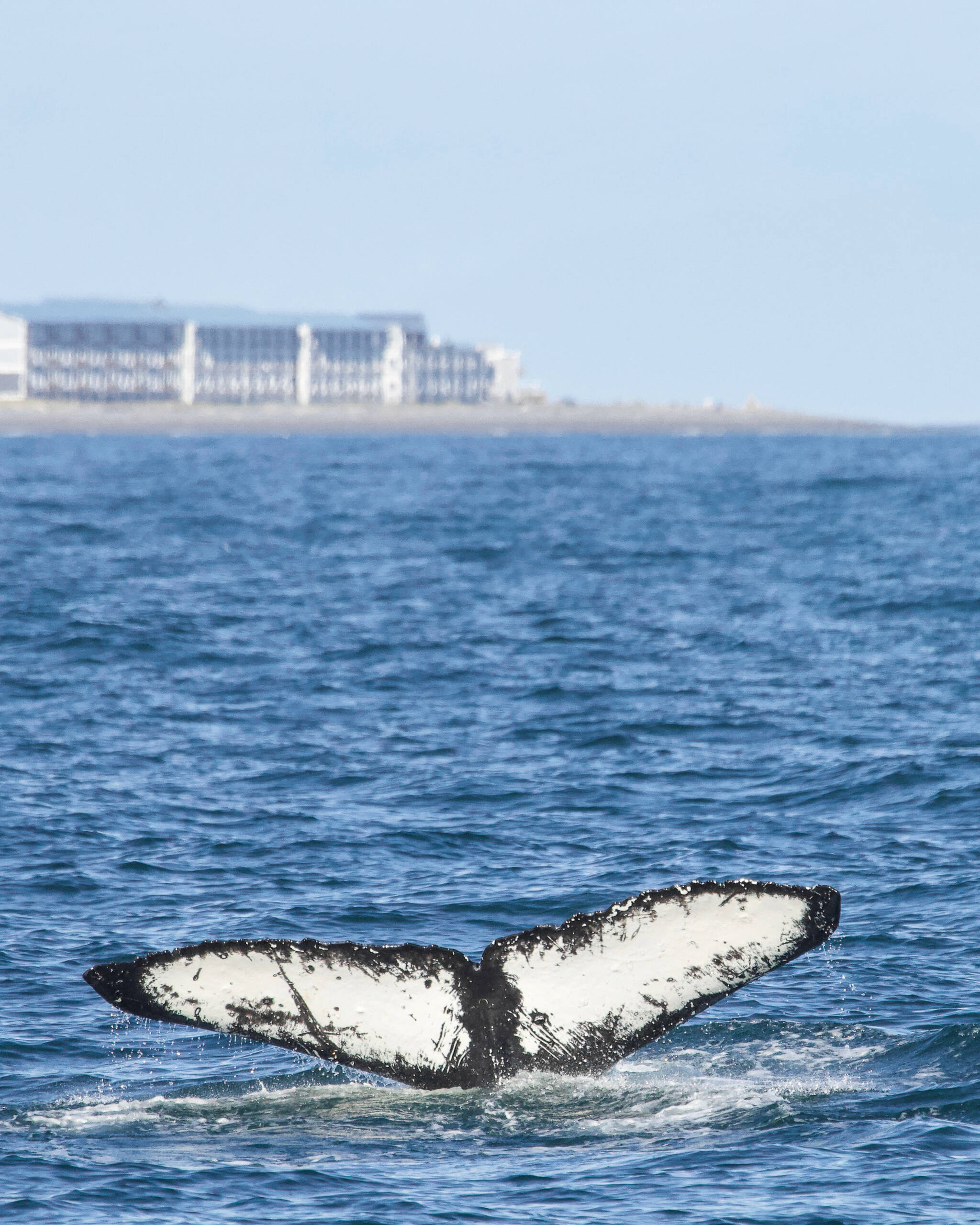 A humpback whale, Y134 Opal, dives off the Homer Spit in a photo taken August 2019. The distinctive pattern on the tail can be used to identify individual whales, and whale researchers have compiled a guide of tail patterns to help track humpback whales. (Photo by Emma Luck)