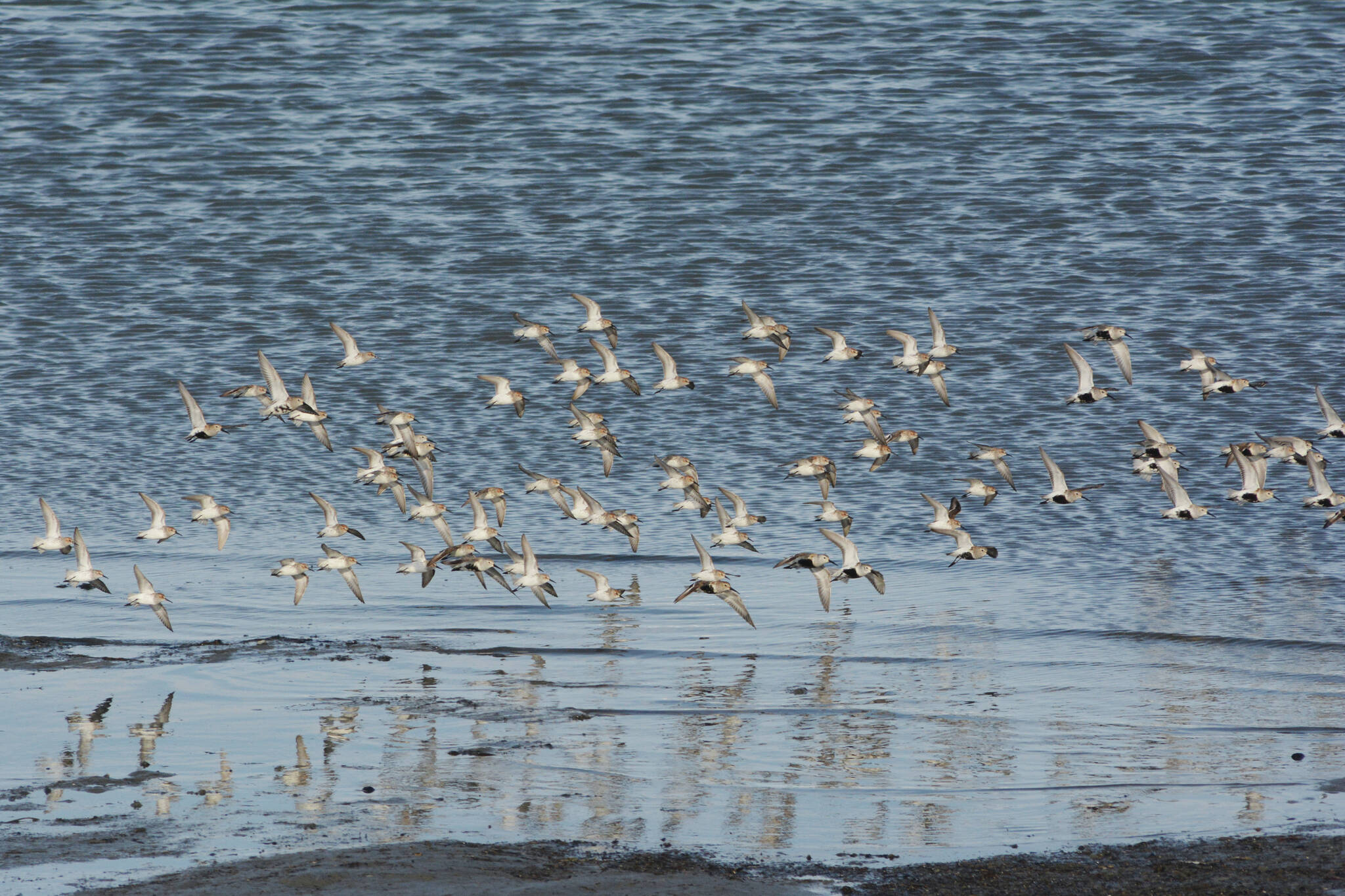 Shorebirds fly on Saturday, May 1, 2021, at Mud Bay near the Homer Spit in Homer, Alaska. The birds were one of several species of shorebirds seen in Mud Bay over the weekend that included bar-tailed godwits, western sandpipers, dunlins, long-billed dowitchers and Pacific plovers. (Photo by Michael Armstrong/Homer News)