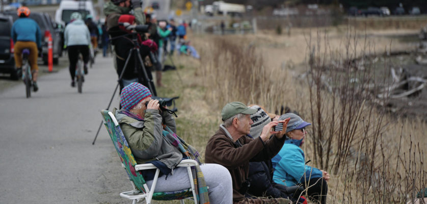 Birders check out shorebirds on the outgoing tide on Saturday, May 8, 2021, at Mud Bay on the Homer Spit in Homer, Alaska. (Photo by Michael Armstrong/Homer News)