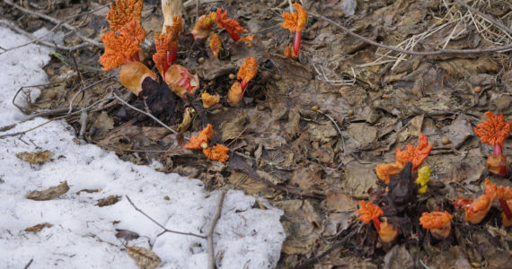 Rhubarb has begun to grow on Tuesday, May 3, 2022, on Diamond Ridge near Homer, Alaska. At about elevation 1,200 feet, from 6 inches to a foot of snow remains on the ground, proof of the hardiness of the treasured Alaska plant. (Photo by Michael Armstrong/Homer News)
