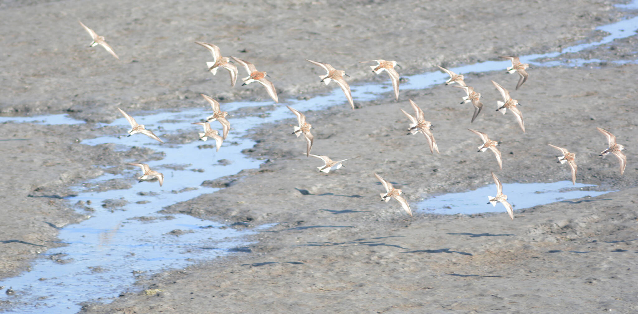 Shorebirds fly over Mud Bay on Tuesday, May 10, 2022, in Homer, Alaska. Shorebirds kept migrating through Homer even after the Kachemak Bay Shorebird Festival ended on Sunday, May 8, 2022. (Photo by Michael Armstrong/Homer News)