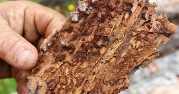 A spruce bark beetle is seen on the underside of a piece of bark taken from logs stacked near Central Peninsula Landfill on Thursday, July 1, 2021, near Soldotna, Alaska. (Ashlyn O’Hara/Peninsula Clarion)