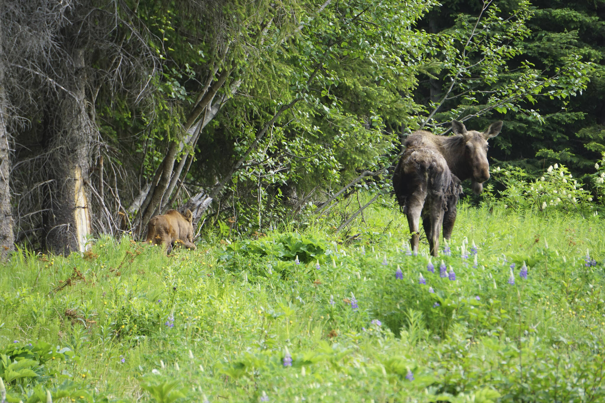 A cow moose looks out for her calf on Monday morning, June 6, 2022, on Diamond Ridge near Homer, Alaska. (Photo by Michael Armstrong/Homer News)