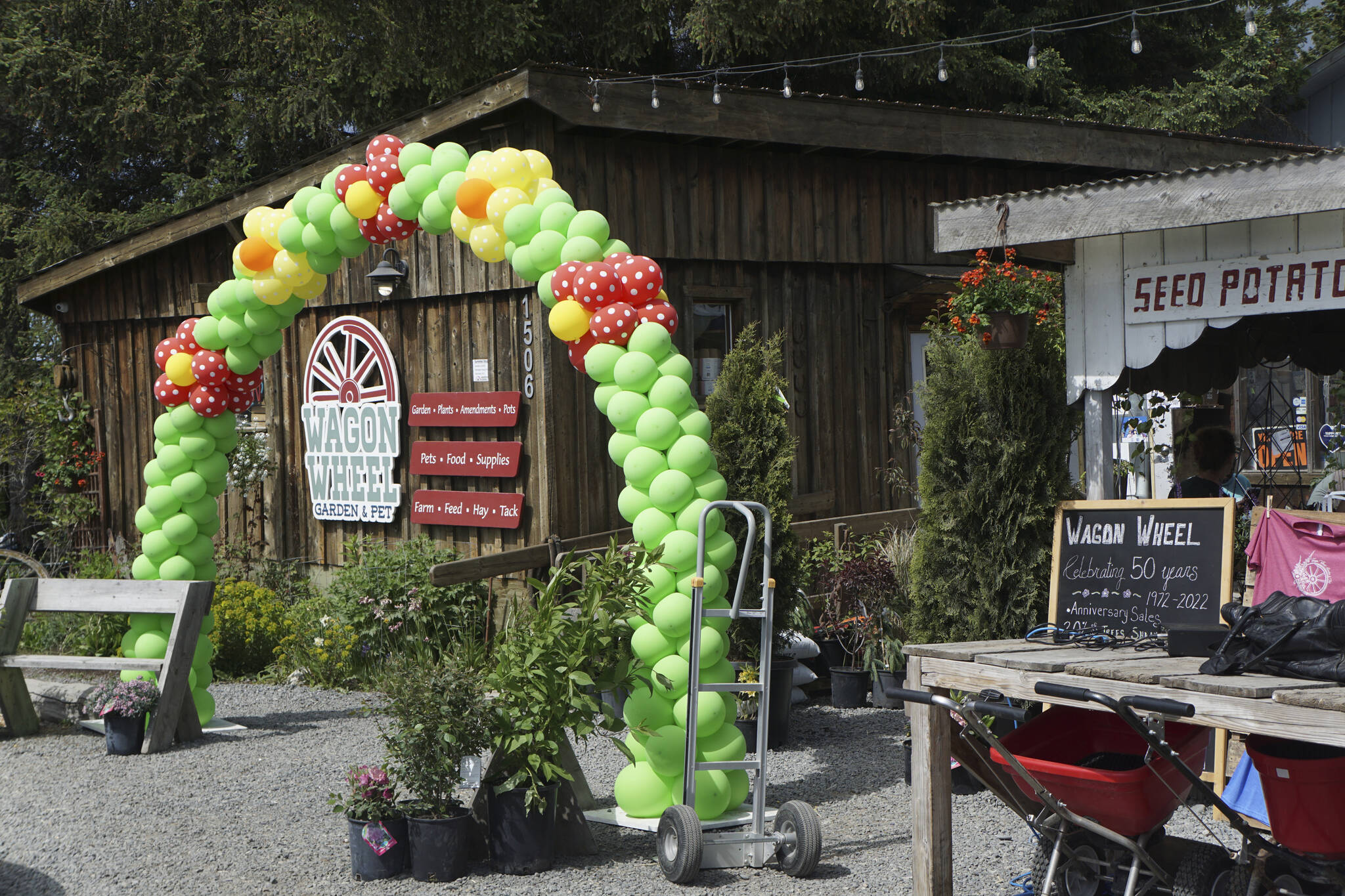 An arch of balloons decorates the entrance to Wagon Wheel Garden & Pet on its 50th anniversary celebration on Friday, June 10, 2022, in Homer, Alaska. (Photo by Michael Armstrong/Homer News)