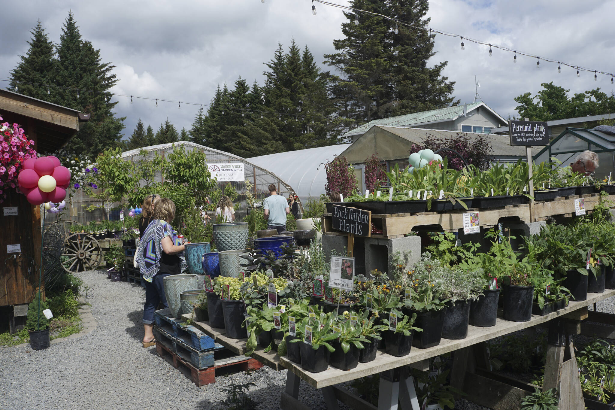Visitors shop the gardens at the 50th anniversary celebration of Wagon Wheel Garden & Pet on Friday, June 10, 2022, in Homer, Alaska. (Photo by Michael Armstrong/Homer News)