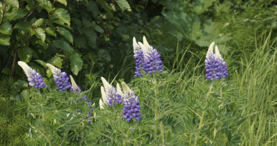 Lupines bloom along the Homer Public Library trail on Sunday, June 12, 2022, in Homer, Alaska. (Photo by Michael Armstrong/Homer News)
