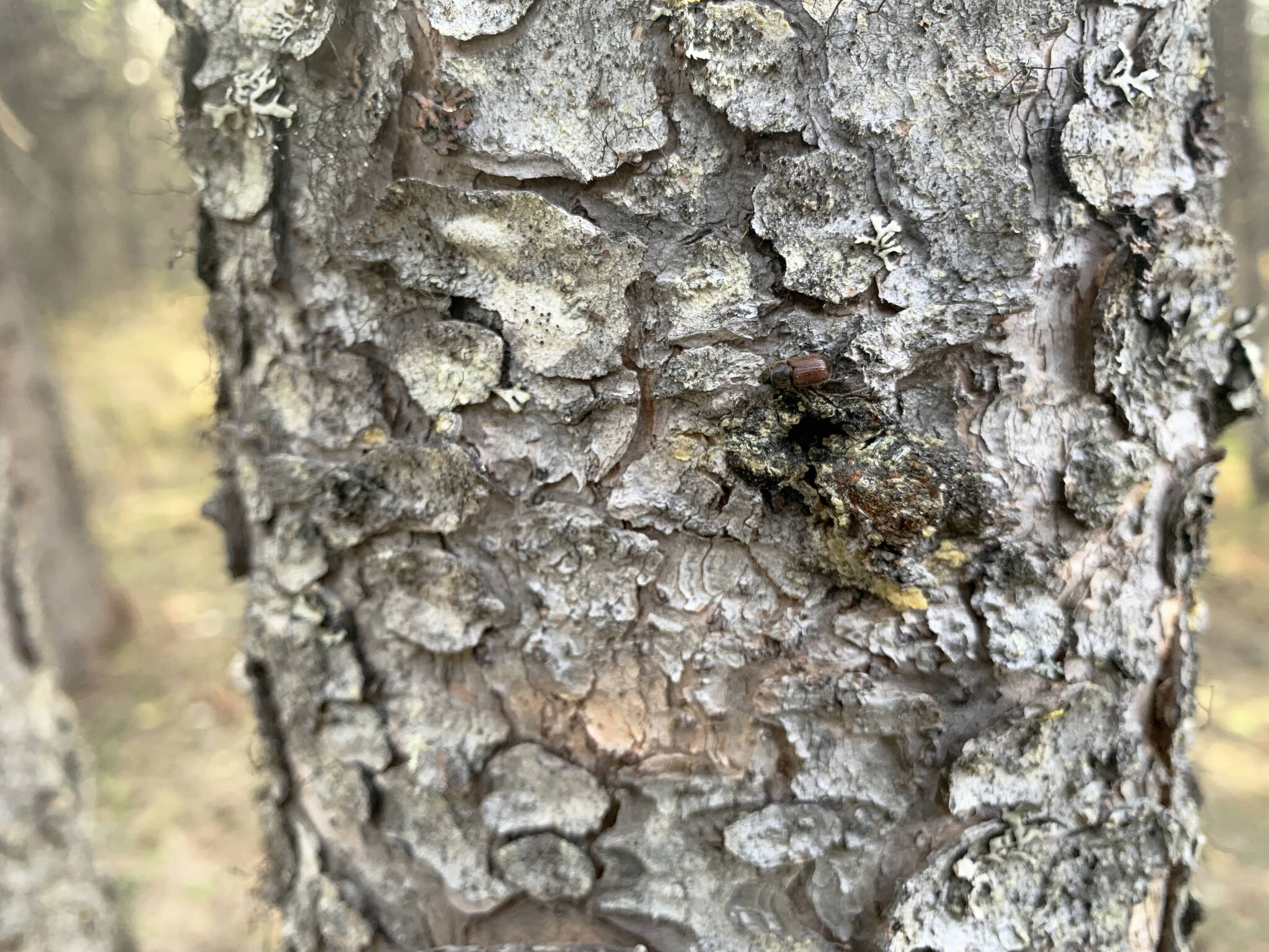 A spruce bark beetle crawls on a spruce tree on Wednesday, June 1, 2022, in Cantwell, Alaska. (Ashlyn O’Hara/Peninsula Clarion)
