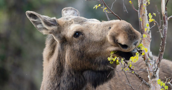 A moose browsing on birch on the Kenai National Wildlife Refuge. (Photo by Colin Canterbury/FWS)