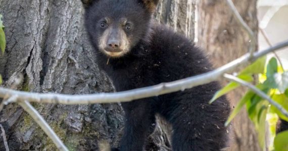 "Doing our part to be bear smart" keeps bears behaving naturally on the Kenai National Wildlife Refuge. Photo taken with a 600mm zoom lens. (Photo by Colin Canterbury/FWS)