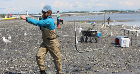 Shawn Dick of Talkneetna carries a fresh catch out of the water while dipnetting on the Kenai Beach on July 10, 2020. (Peninsula Clarion file)