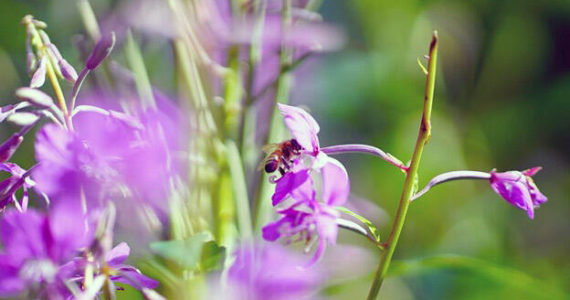 Thereճ a lot of buzz around fireweed. A diversity of pollinators visit the flowers. (Photo by Katrina Liebich/USFWS)