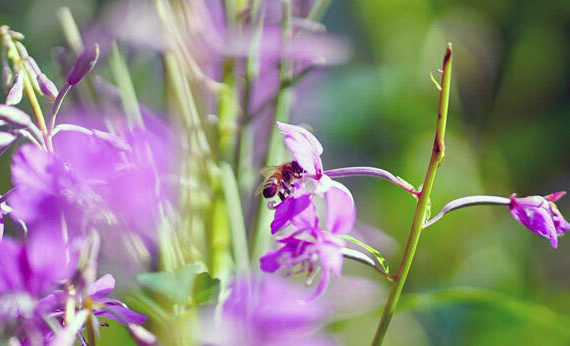 Thereճ a lot of buzz around fireweed. A diversity of pollinators visit the flowers. (Photo by Katrina Liebich/USFWS)