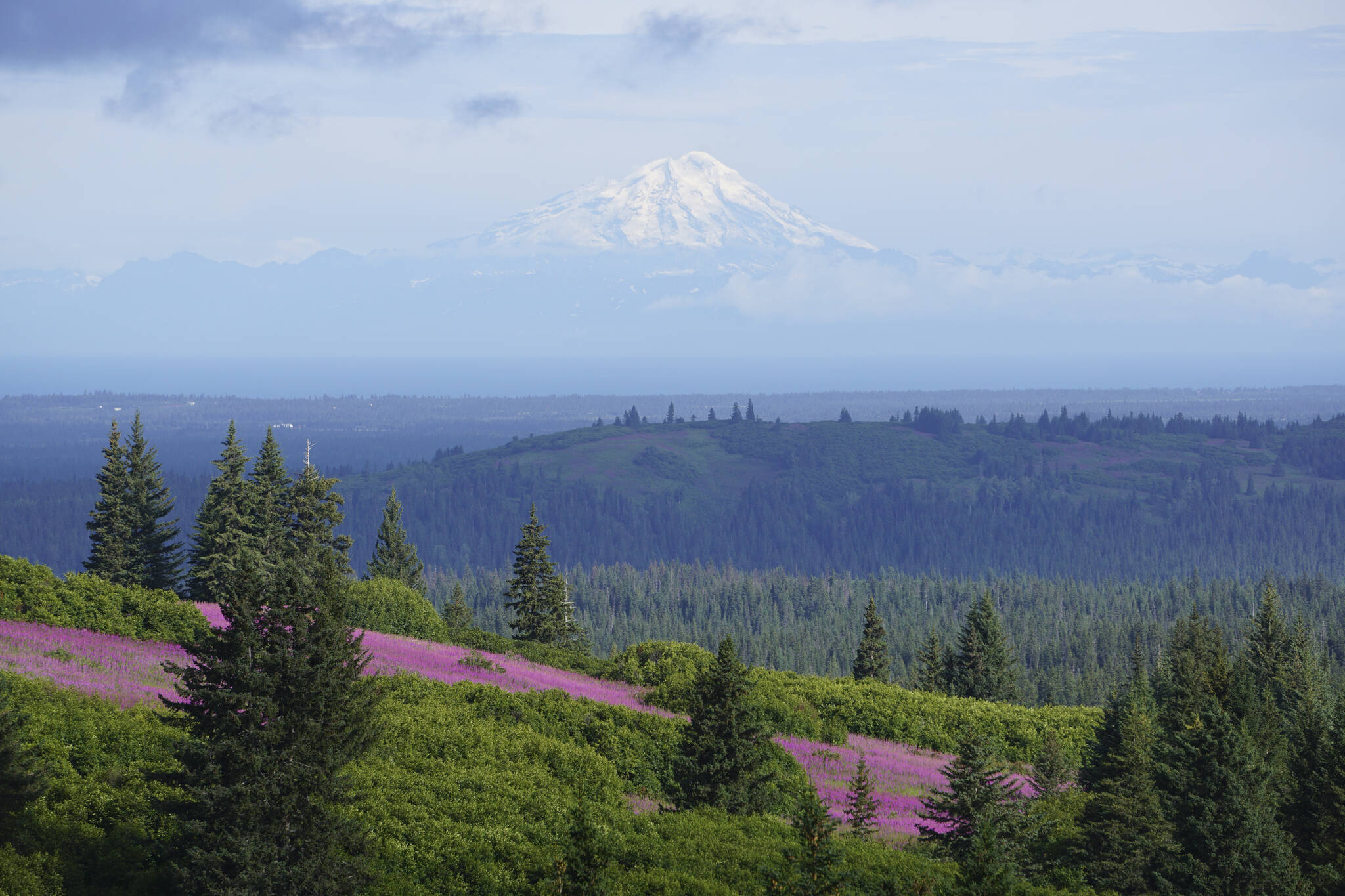 Mt. Redoubt rises above Cook Inlet and the Anchor River drainage as fireweed is in bloom, as seen from Diamond Ridge Road on Friday, July 22, 2022, near Homer, Alaska. (Photo by Michael Armstrong/Homer News)