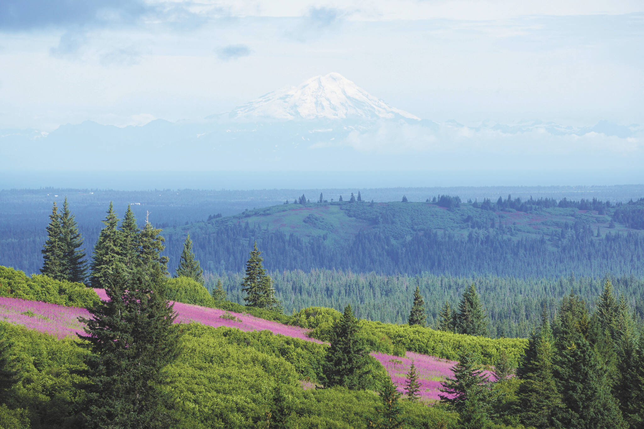 Photo by Michael Armstrong/Homer News
Mount Redoubt rises above Cook Inlet and the Anchor River drainage as fireweed is in bloom, as seen from Diamond Ridge Road on July 22 near Homer.