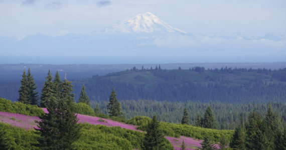 Mt. Redoubt rises above Cook Inlet and the Anchor River drainage as fireweed is in bloom, as seen from Diamond Ridge Road on Friday, July 22, 2022, near Homer, Alaska. (Photo by Michael Armstrong/Homer News)