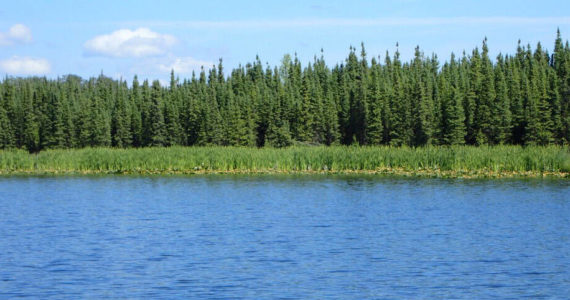 Cattails line the shore of Clam Lake on July 5, 2022. (Photo by Matt Bowser/USFWS)