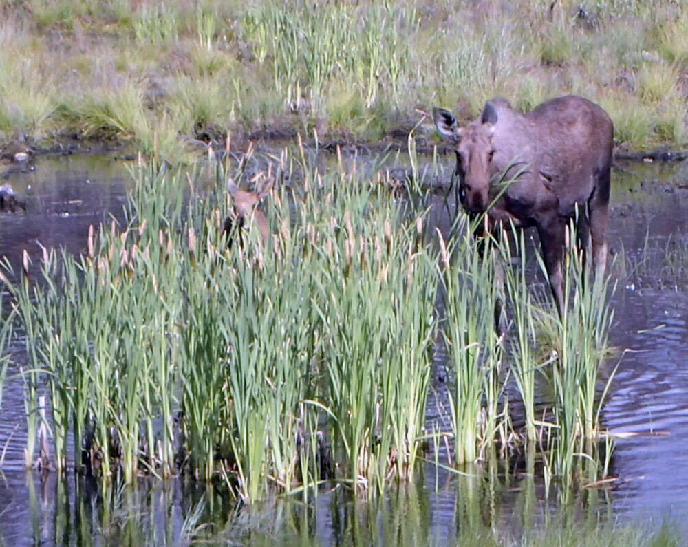 A cow moose and calf eating cattails on the Kenai National Wildlife Refuge on June 30, 2022. (Photo by Matt Bowser/USFWS)
