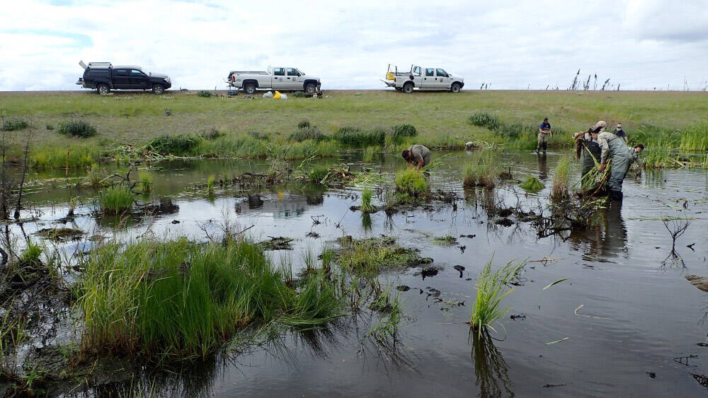 Crews from the Kenai National Wildlife Refuge and Kenai Watershed Forum remove cattails along the Sterling Highway on July 6, 2022. (Photo by Matt Bowser/USFWS)