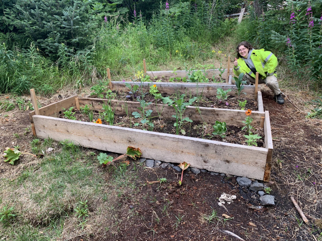 Volunteer constructed garden bed taken on June 22, 2022, at Peterson Bay Field Station, Kachemak Bay, Alaska. (Lacey Salazar)