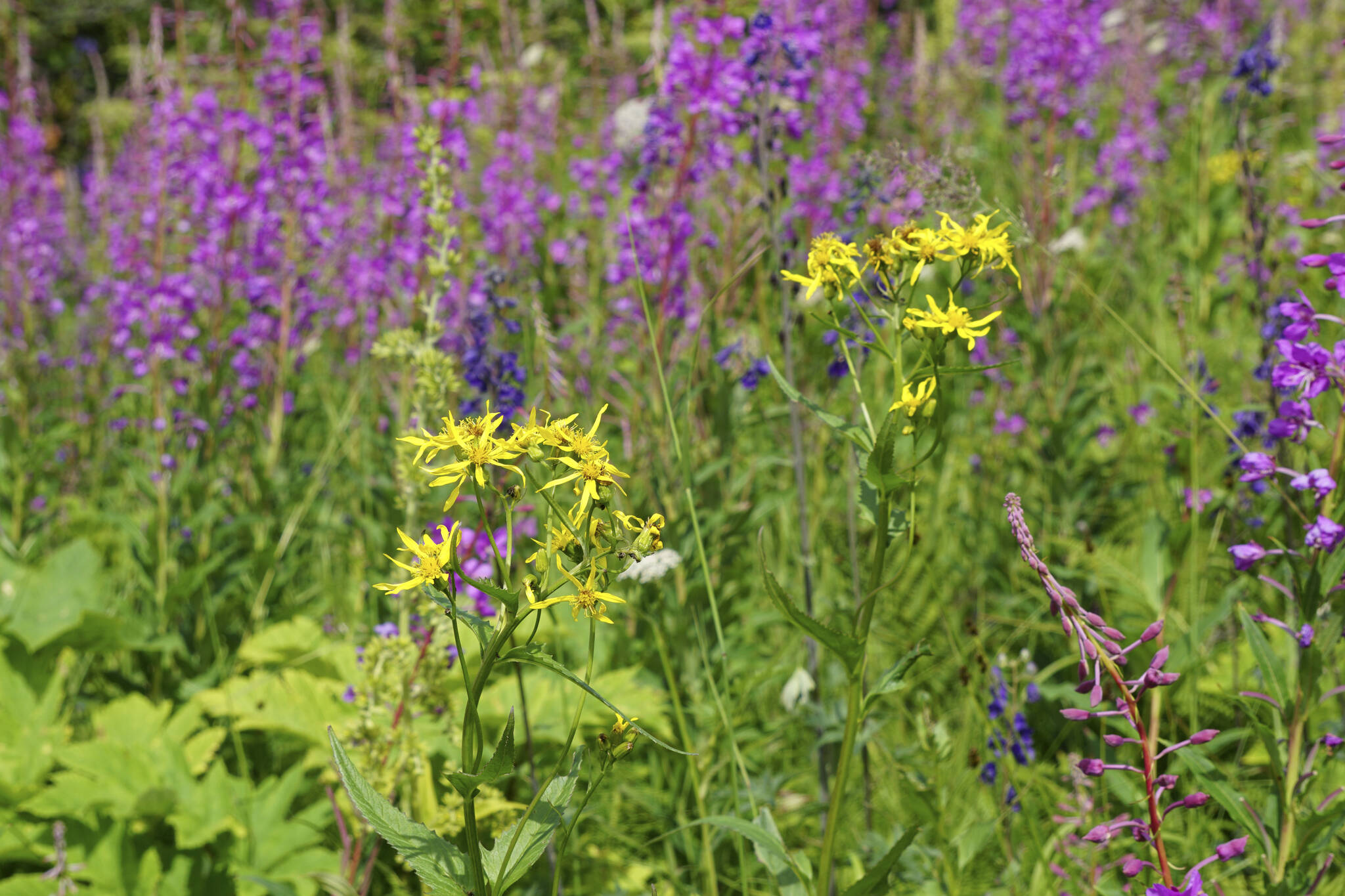 Wildflowers bloom along the Eveline Trail Saturday, July 23, 2022, in the Eveline State Recreation Area near Mile 14 East End Road, Fritz Creek, Alaska. (Photo by Michael Armstrong/Homer News)
