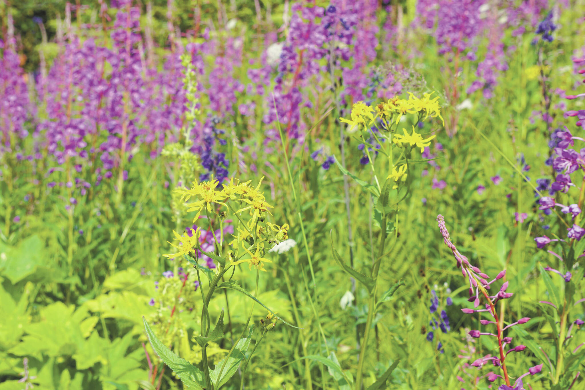 Photos by Michael Armstrong/Homer News
Summer daze
TOP: Wildflowers bloom along the Eveline Trail on Saturday, July 23, in the Eveline State Recreation Area near Mile 14 East End Road, Fritz Creek.